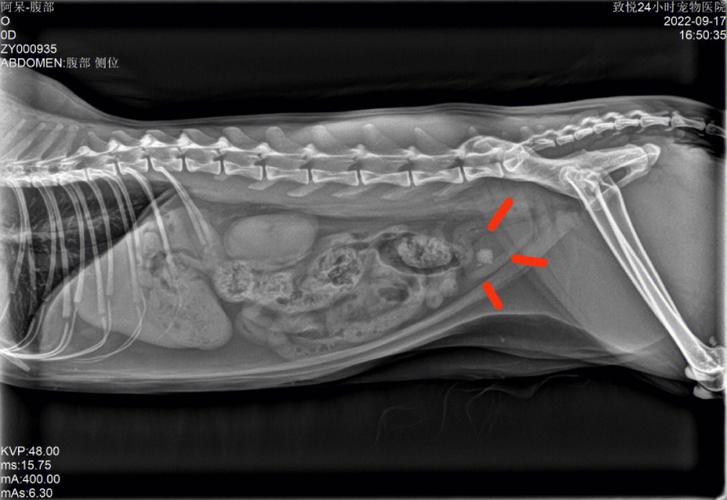 猫咪膀胱尿道结石，探索这一不为人知的健康问题
