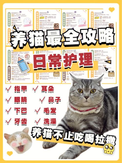 猫咪肛门白发炎，健康护理指南