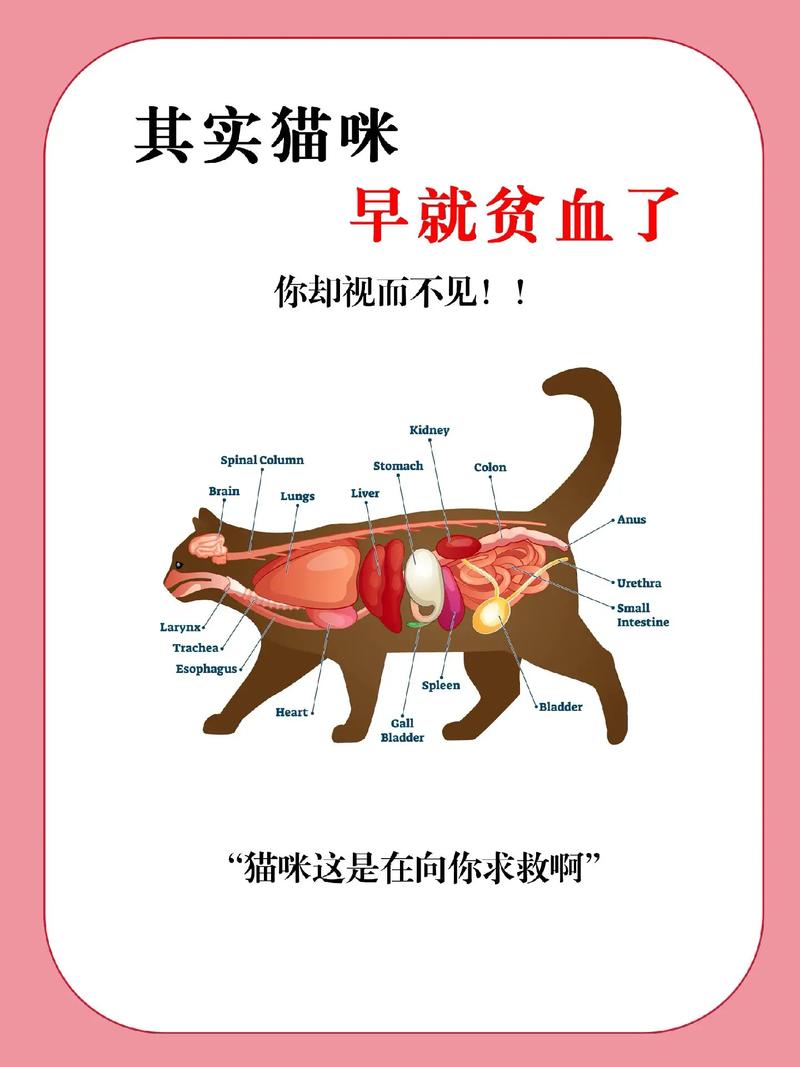 猫急性贫血，急救指南