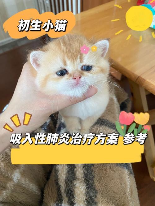 猫咪术后恢复指南，从新生到康复