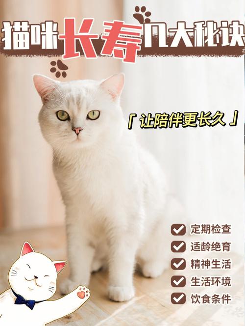 猫咪天堂，揭秘猫咪的健康秘诀