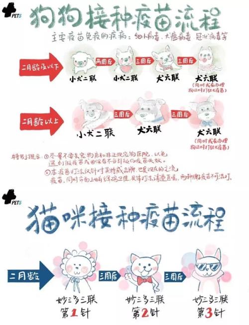 猫咪疫苗接种指南，科学呵护你的爱宠健康