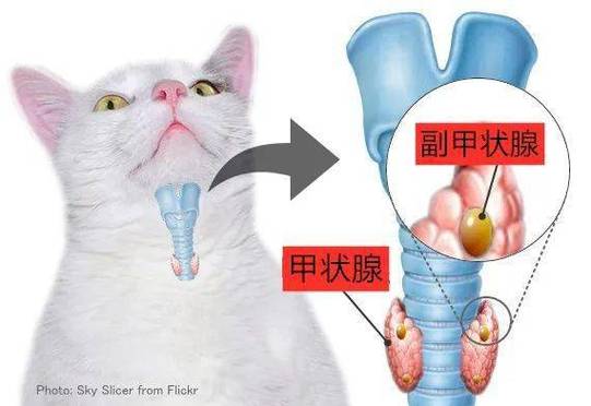 猫咪甲状腺问题，早期症状与治疗指南