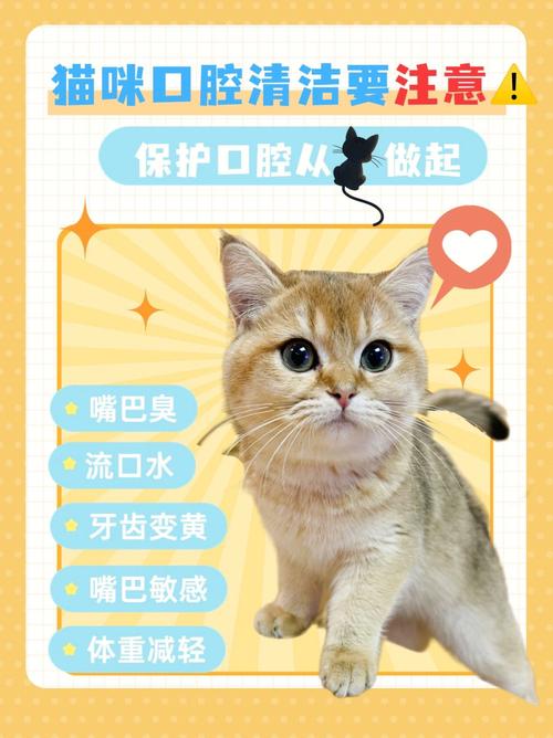 猫咪口腔护理，清新之选