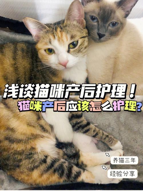 猫咪生宝宝急救指南，母猫护理与照料