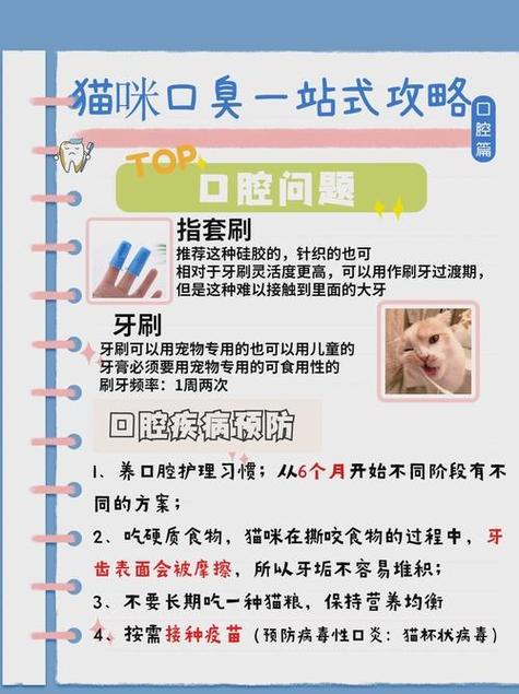 猫咪的口腔结构，揭秘它们如何吃下食物