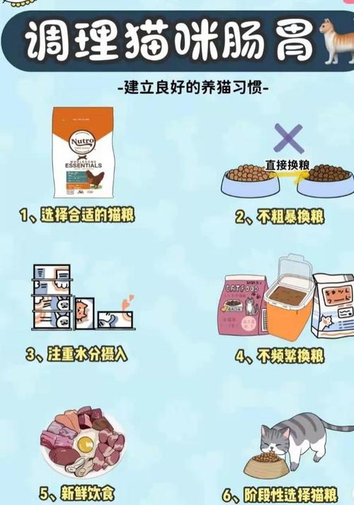 猫咪食欲提升秘籍，科学饮食与日常护理