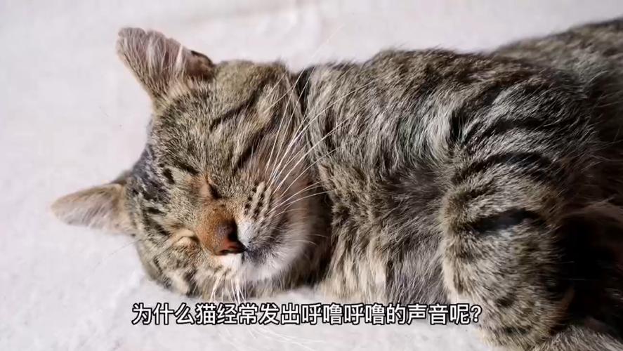 海口咕噜猫咪，让你的宠物在家中也能享受到快乐和健康生活