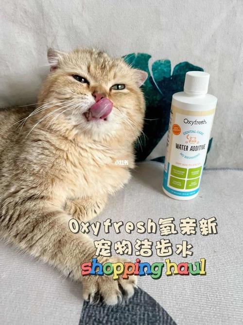 猫咪的优雅口腔护理，如何让它们拥有清新自然的气息