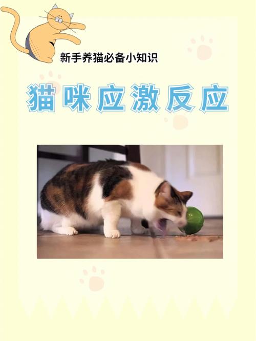 猫咪的应激反应，为什么它们会被惊吓