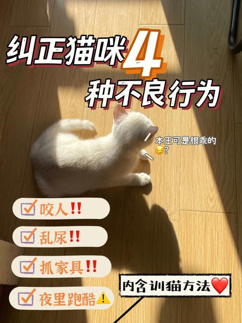 揭秘猫咪的尿骚行为，科学解读与正确应对