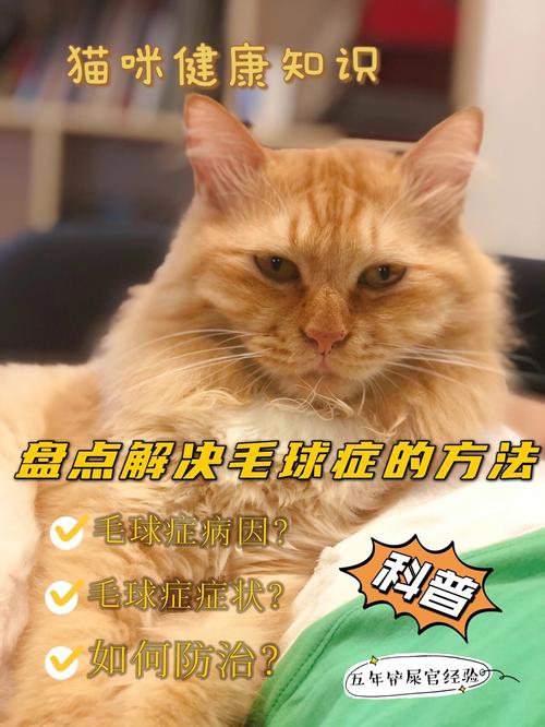 猫咪的世界，爱发痒的毛发