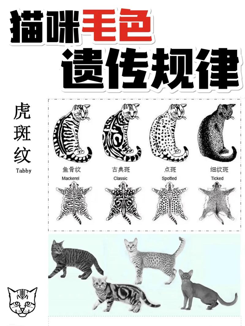 揭秘猫咪的大小，从毛色到体型