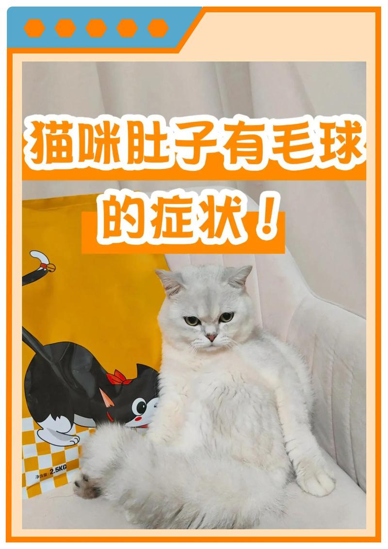 猫的耳温异常，如何应对与处理？