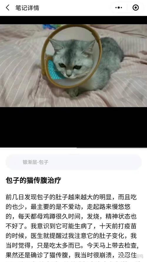 探索猫咪肚子里的神秘肿瘤，寻找治愈之路