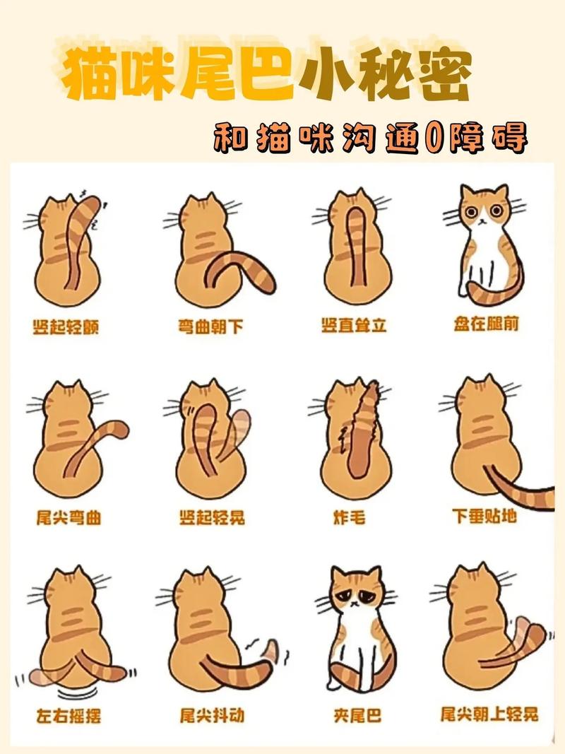 猫咪尾巴的奇妙之旅，探索它的世界与魅力