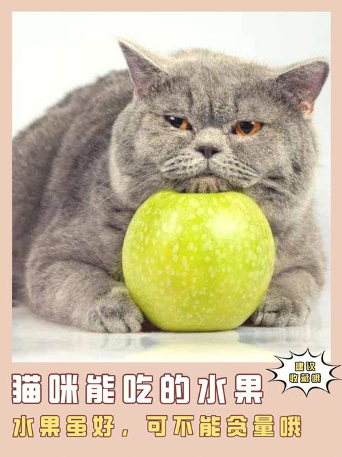 猫咪的健康与美味，如何为猫咪选择合适的水果？