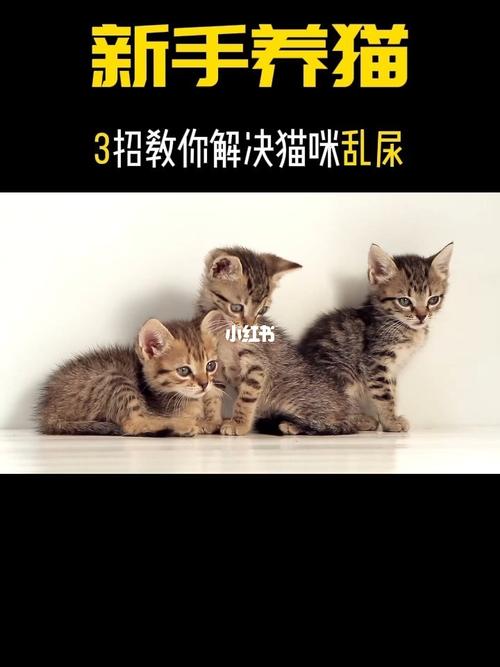 3个月猫咪乱尿，科学解决办法