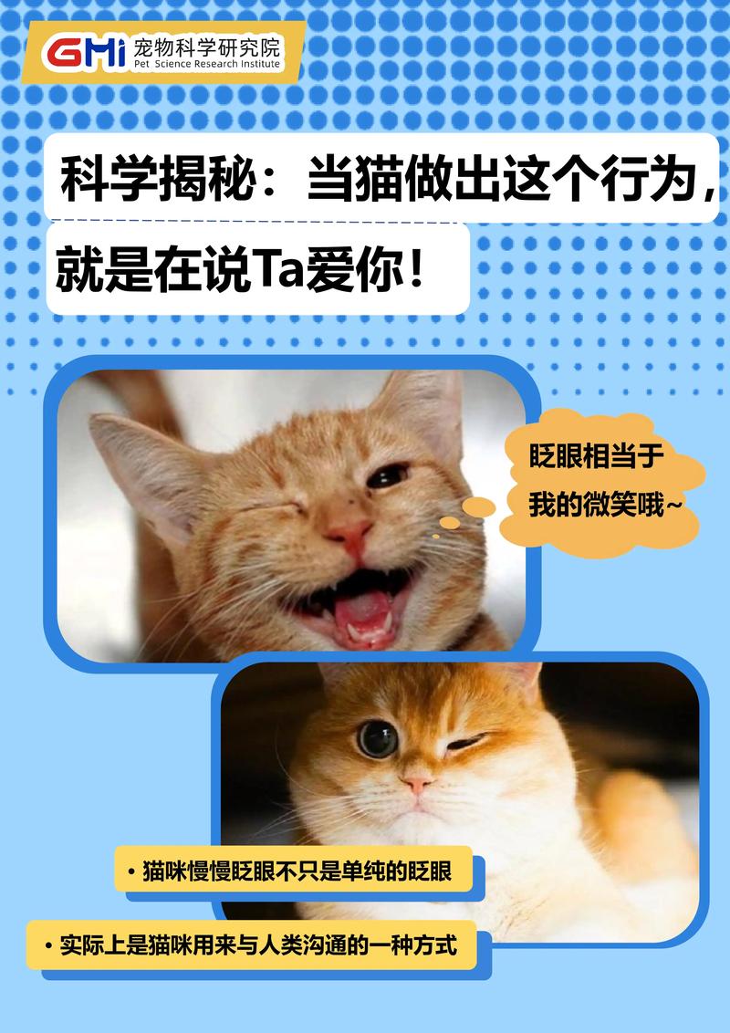 揭秘猫咪的温馨生活费用