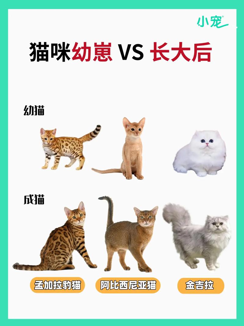 小家伙，你快快长大！——解读8个月猫咪成长中的变化