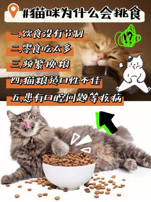 四个月的猫咪是否可以喝牛奶？揭秘猫咪饮食科学与安全