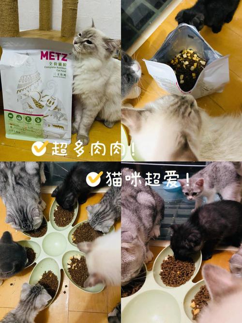 猫咪的美食王国，探索猫咪粮食猫咪爱