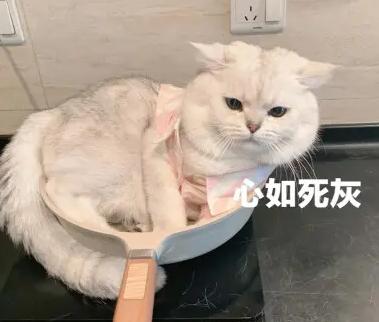 猫咪情绪低落为何会攻击同类？