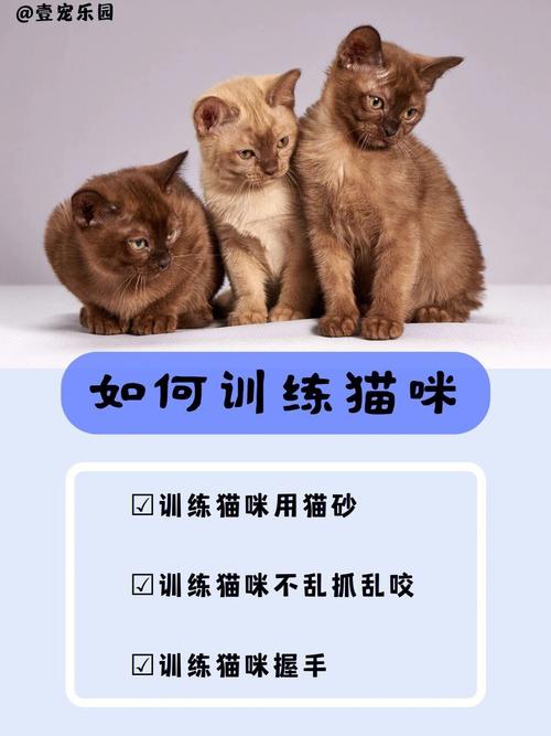 猫咪排便的挑战，如何训练猫咪在指定地点排便