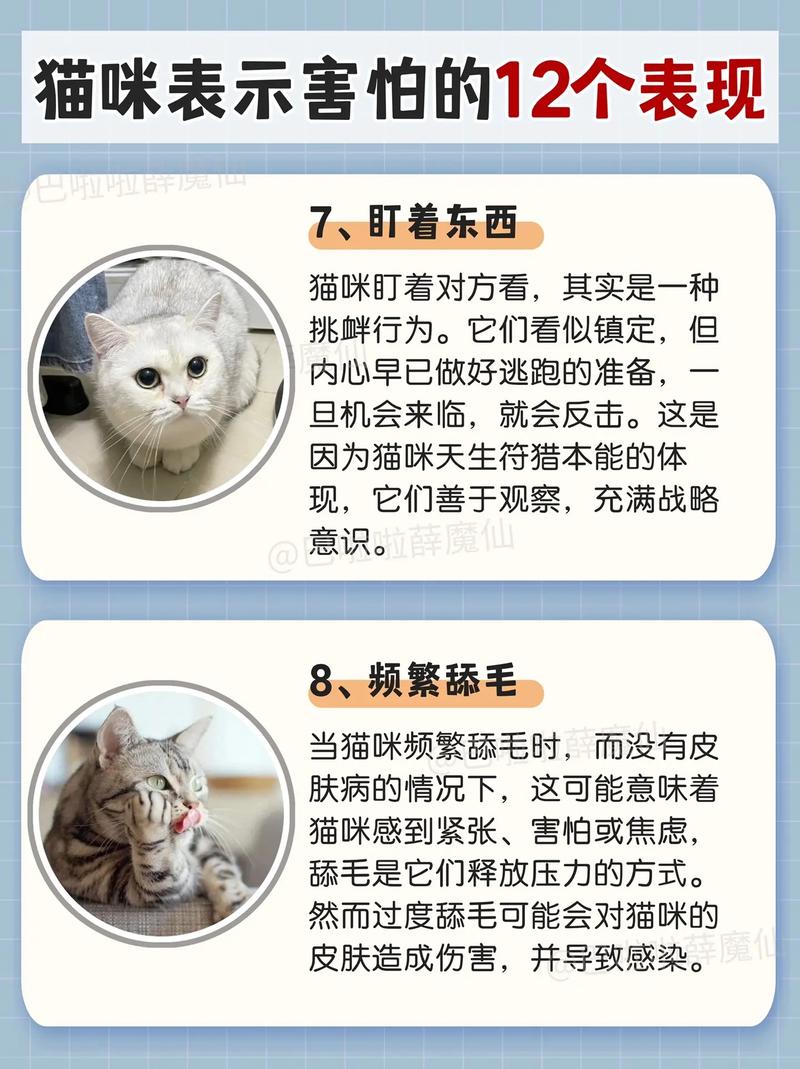 为什么猫咪会害怕其他猫咪？