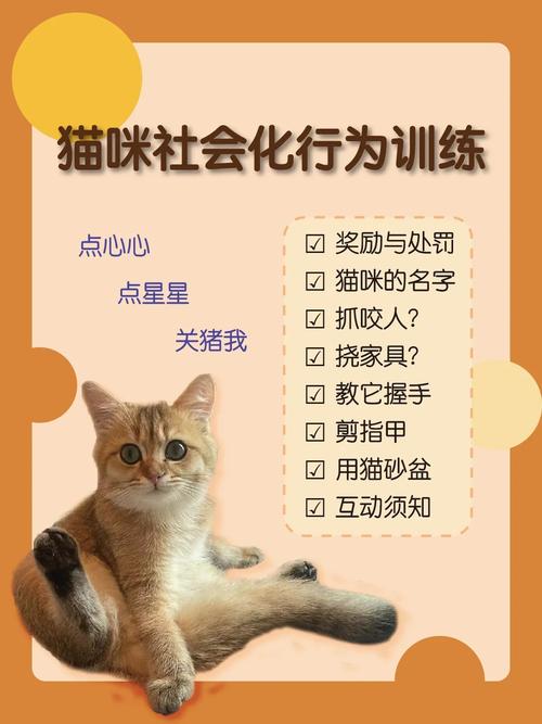 如何有效地训练你的猫咪，打造家庭和谐的小宠物