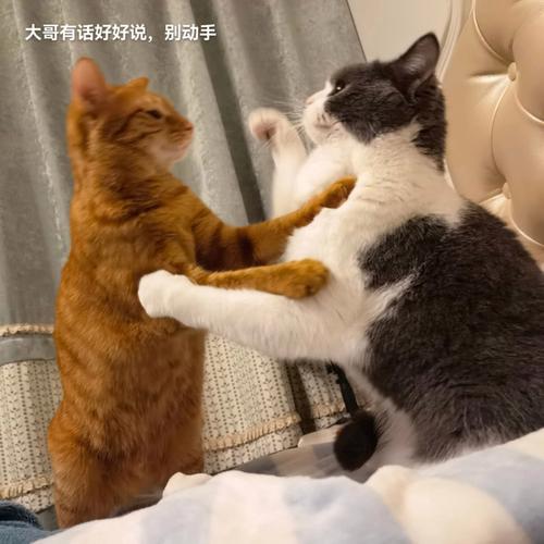 猫咪的友情与恩怨，一次意外的猫猫打斗