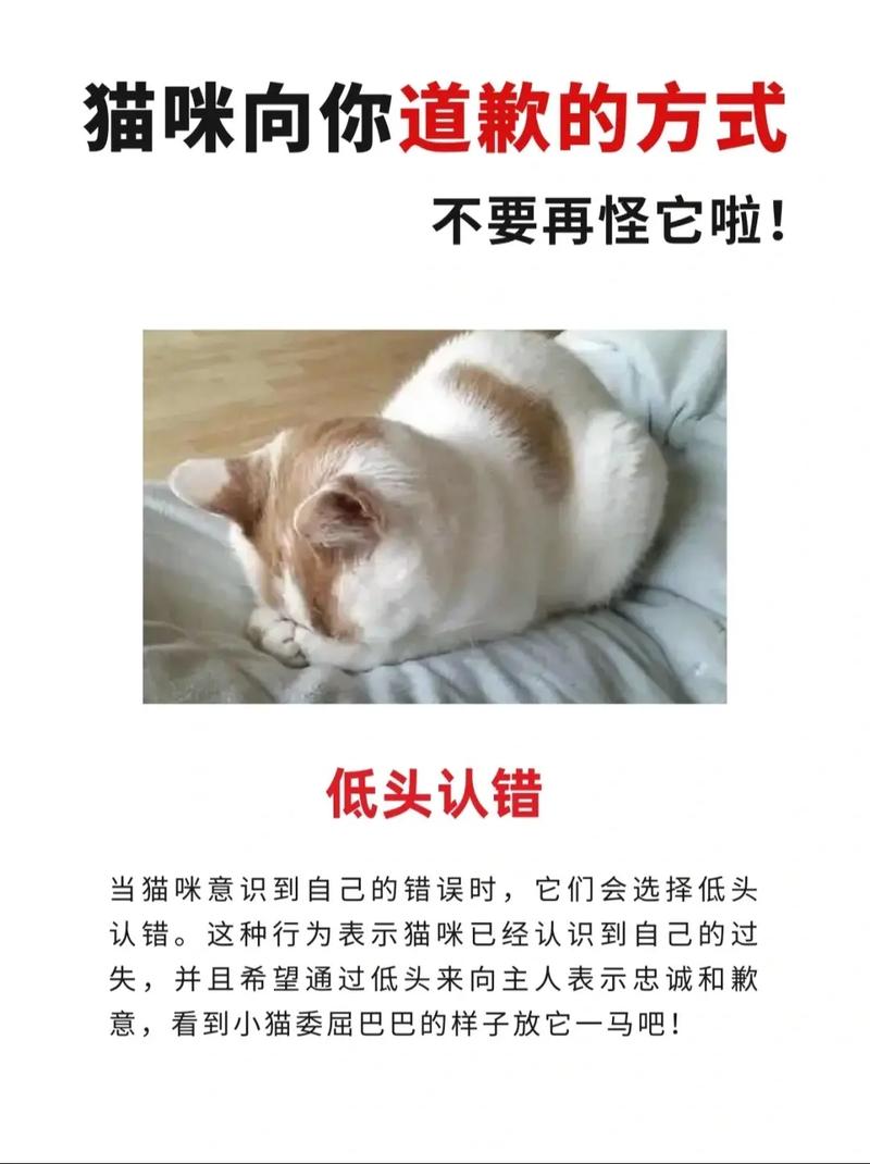 猫咪犯错，我们该如何正确引导