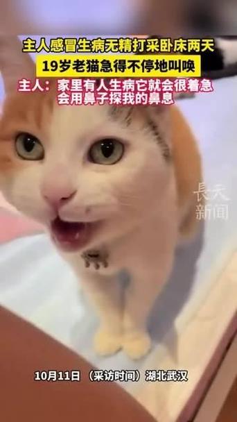 猫咪回应，主人呼唤，我就是那温柔的回应