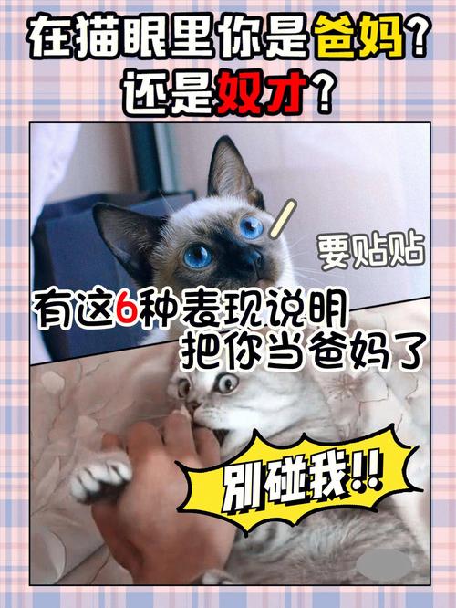 猫咪不爱吃猫咪饼干，如何找到适合你的毛孩子