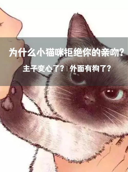 猫咪拒绝新成员，了解为什么它们会这样以及如何应对