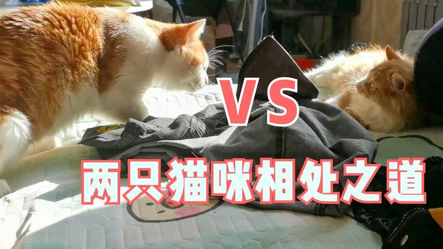 如何巧妙处理猫咪间的争斗，教会它们相处之道