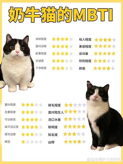 如何一眼识别一只优质猫咪