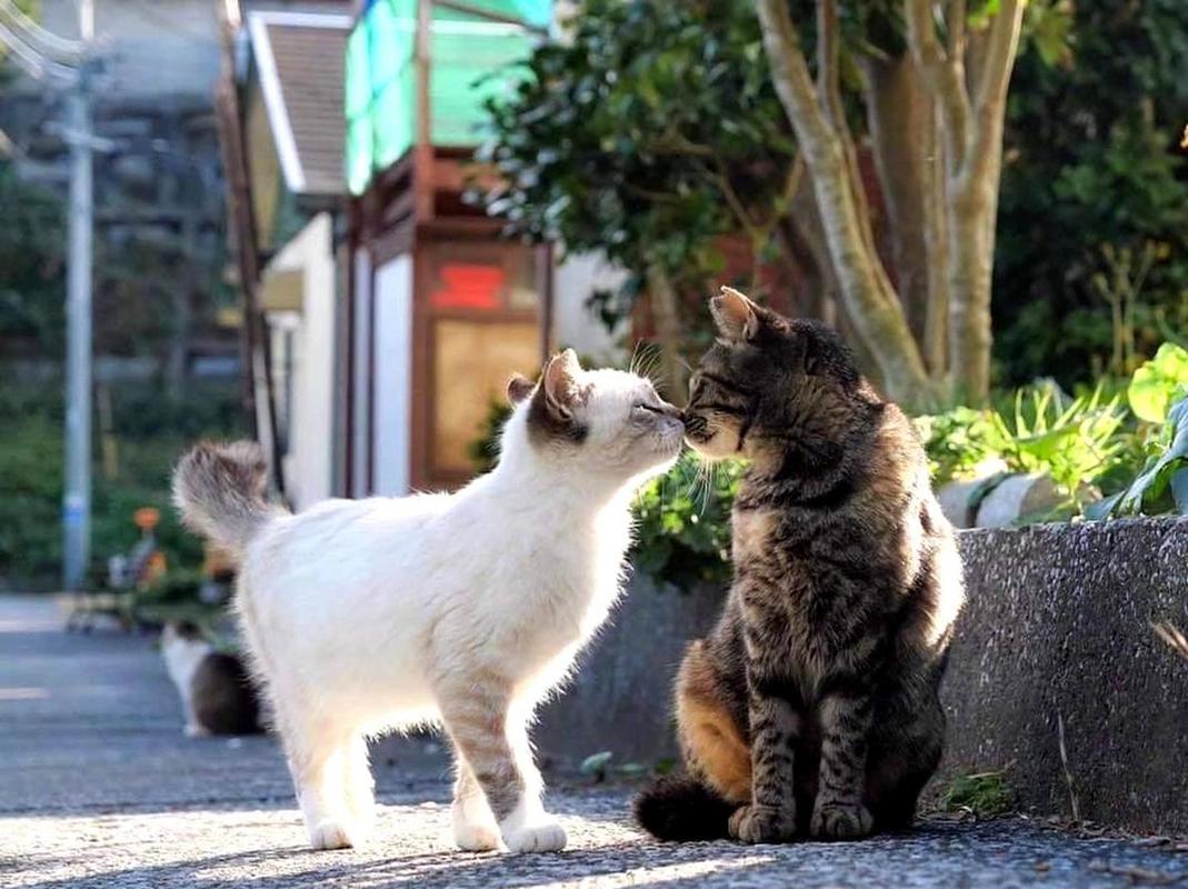 猫儿的本能，面对主人时的逃跑艺术