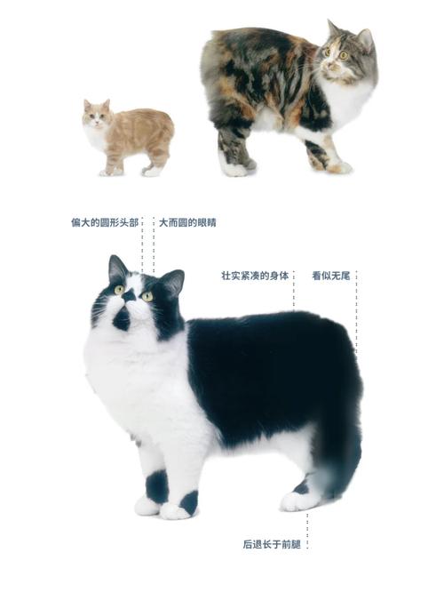 猫咪吗？——探索猫咪背后的文化与含义