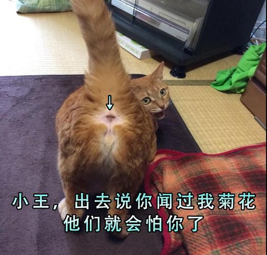 猫咪之间的秘密语言，蹭鼻礼的深意