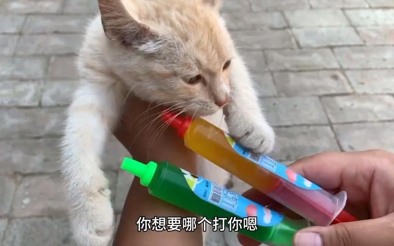 妙招应对猫咪反抗，轻松给宠物猫打针