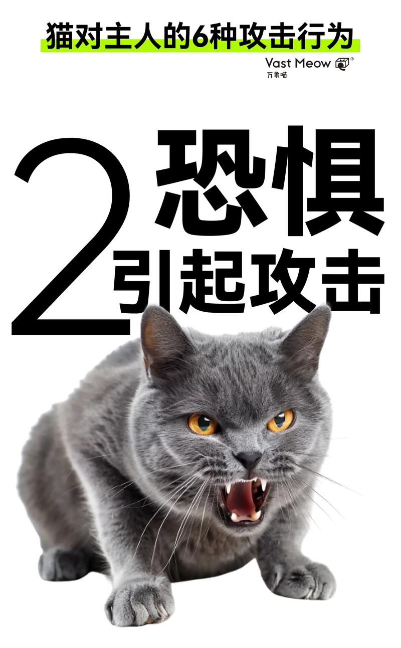 猫咪世界里的秘密，大猫咪为什么害怕小猫咪？