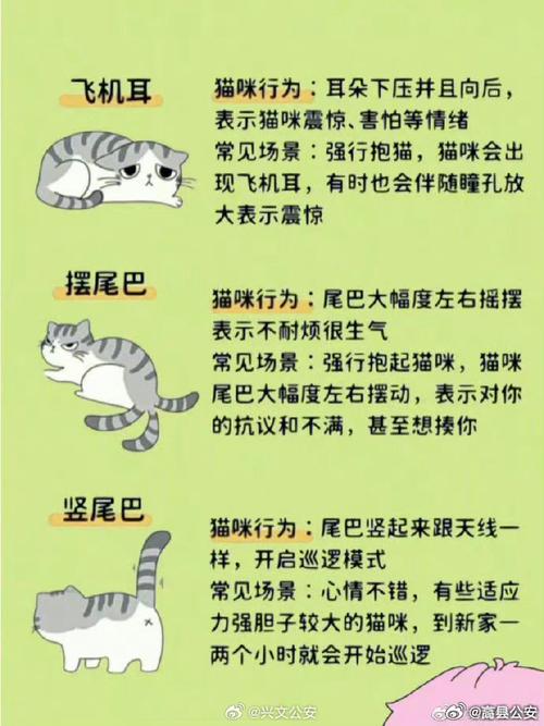 猫咪优雅头颈的奥秘