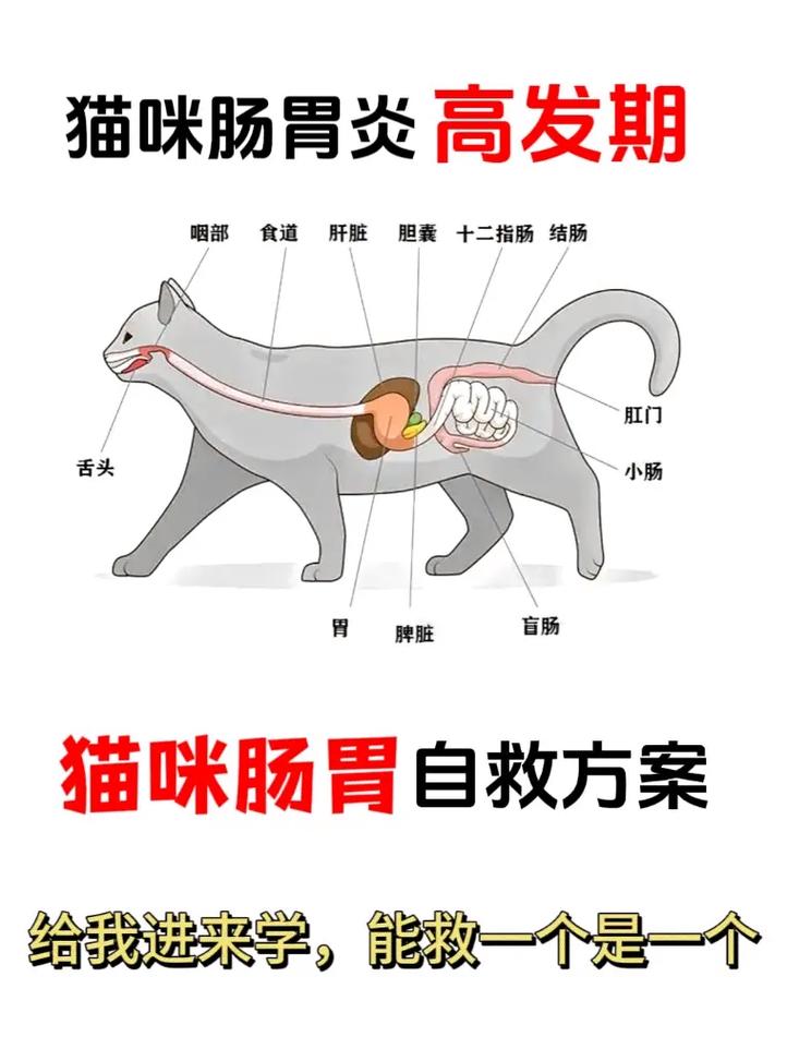 猫咪结肠问题，如何预防与护理