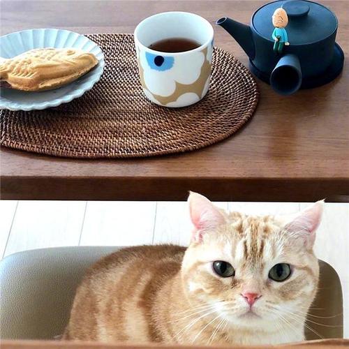 揭秘猫界美食诱惑