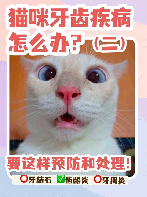 揭秘猫咪龋齿，预防与治疗全攻略