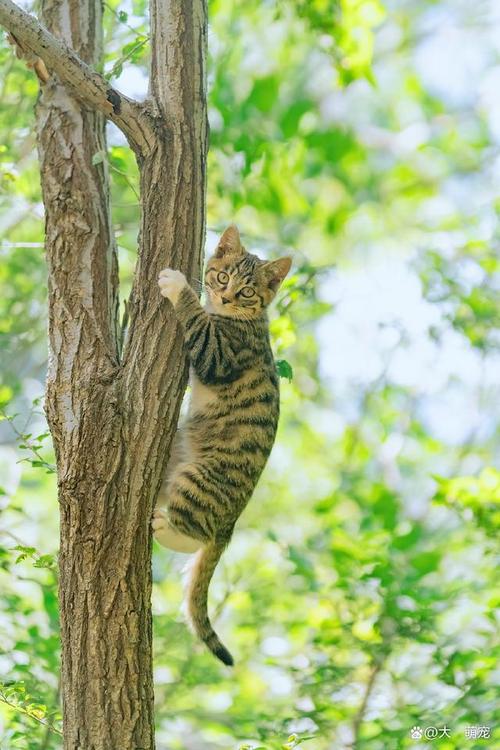 猫咪的自然魅力，探索它们在自然环境中的独特生活