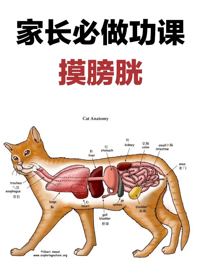 揭秘猫咪的神秘睾丸，了解它们的生理与健康