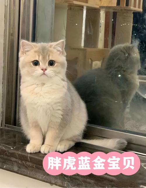 如何通过科学锻炼让猫咪更健康活泼