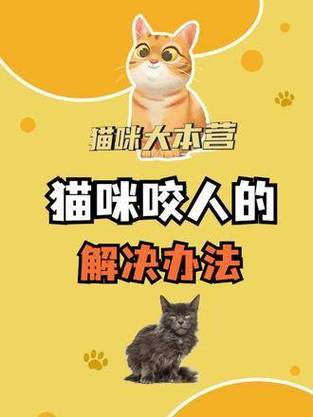 猫咪伤人，预防与应对策略